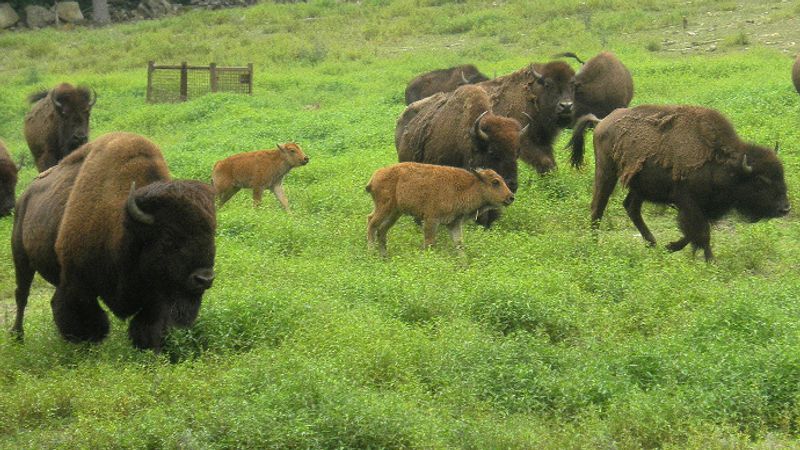 Bison Roaming Right Outside the Door