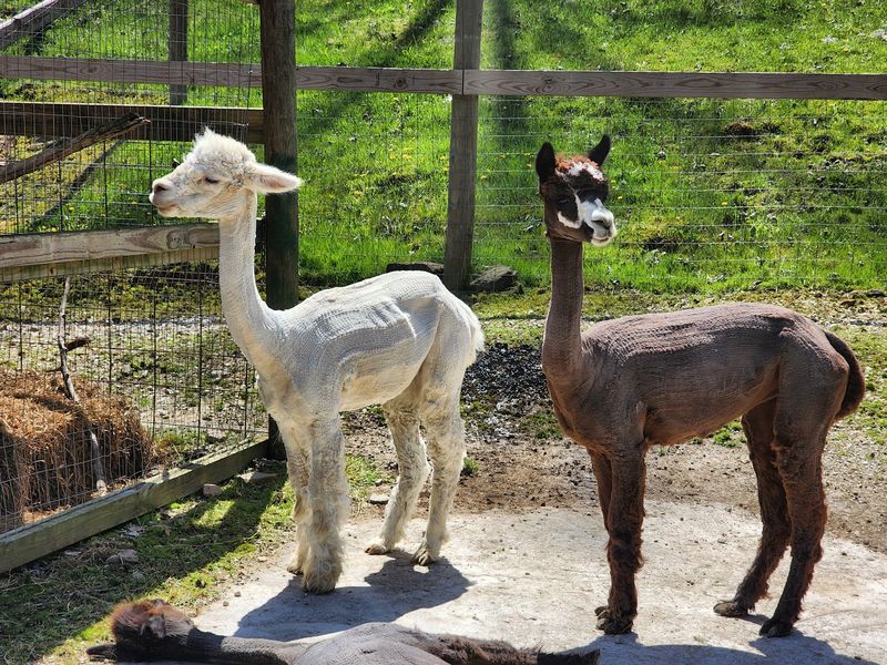 Blacksmiths, Petting Zoos, And Ziplines Keep It Lively Year-Round Blacksmiths, Petting Zoos, And Ziplines Keep It Lively Year-Round