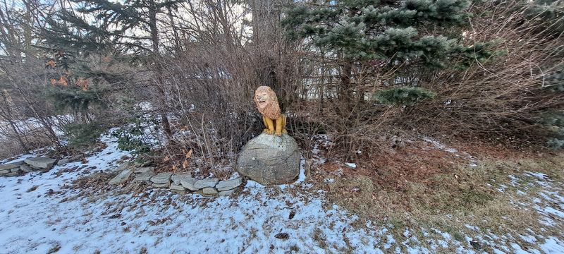 Blame New York City For This Lion Living In The Suburbs