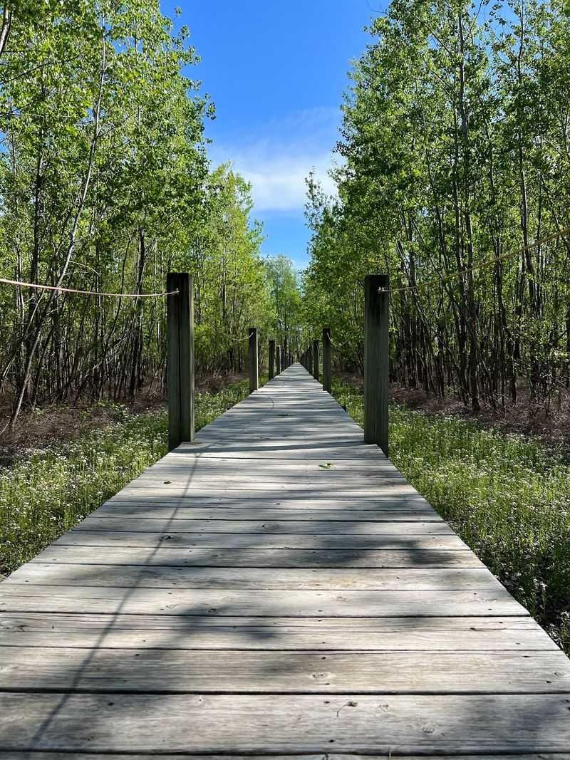 Boardwalks And A Softer Mulched Path Boardwalks And A Softer Mulched Path