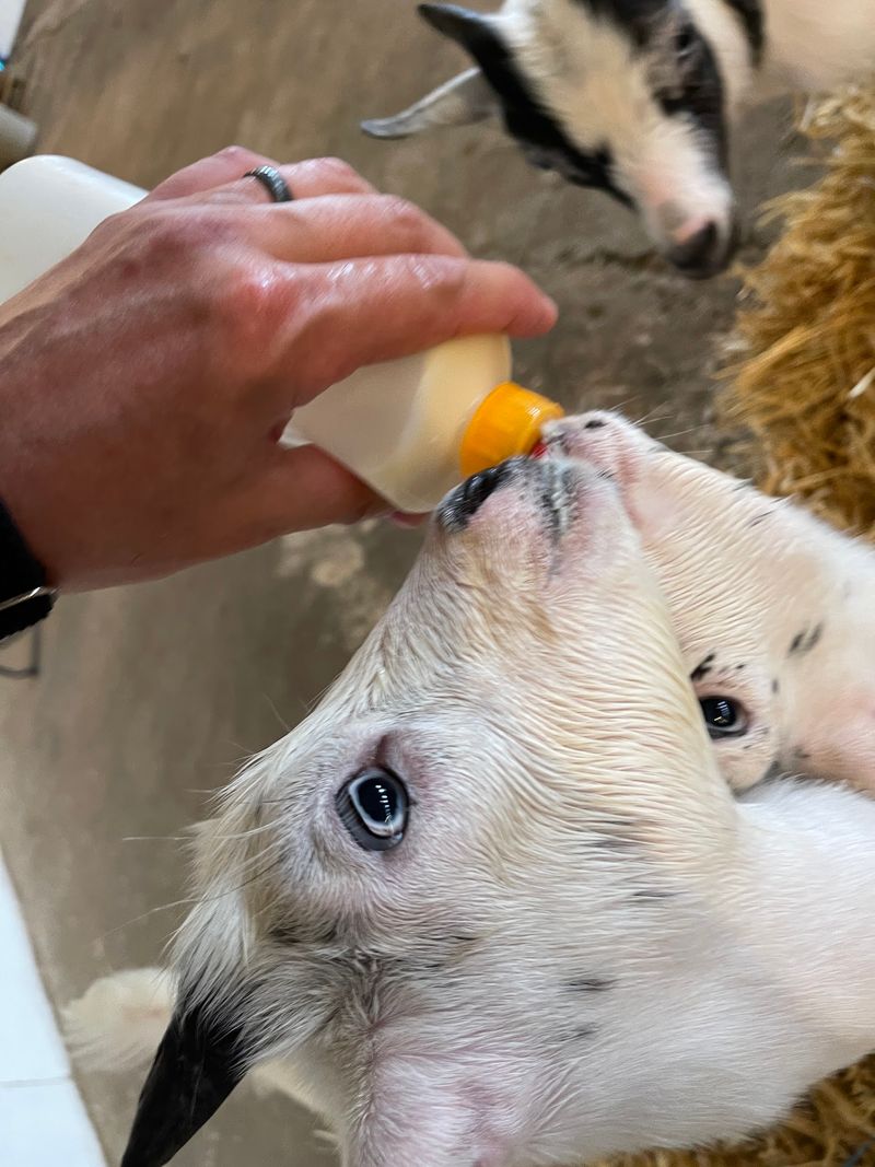 Bottle-Feeding Baby Goats Is Pure Joy In A Bottle Bottle-Feeding Baby Goats Is Pure Joy In A Bottle