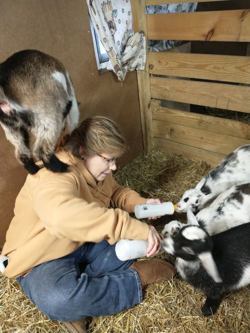 Bottle Feeding, Brushing and Cow Cuddles