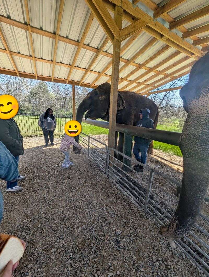 Breakfast Delivered by an Elephant