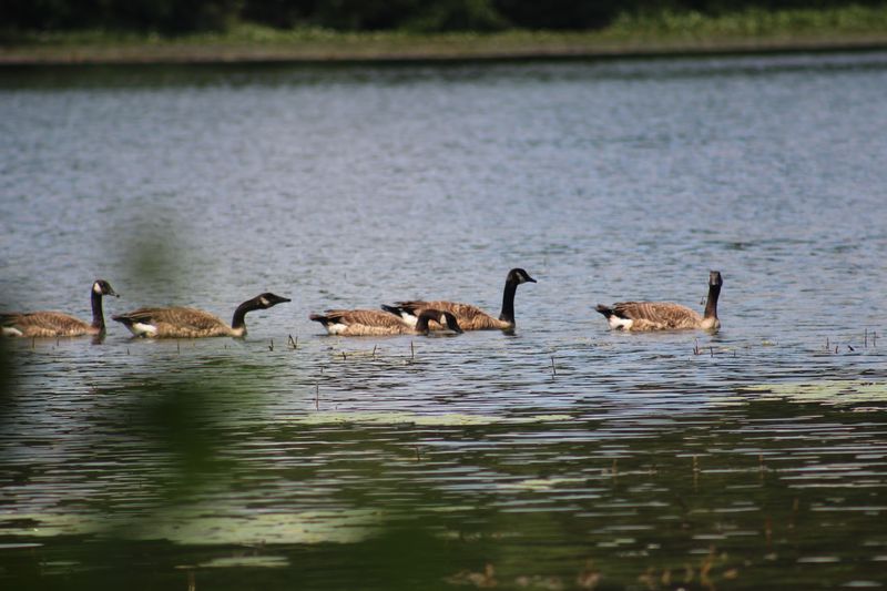 Bring Binoculars, Because The Wildlife Shows Up