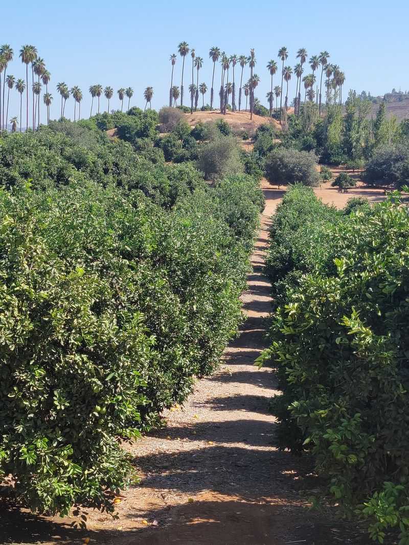 Bring Comfortable Shoes Because These Groves Keep Going
