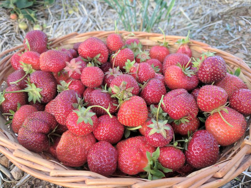 Bring Your Own Bucket Energy for Strawberry Season