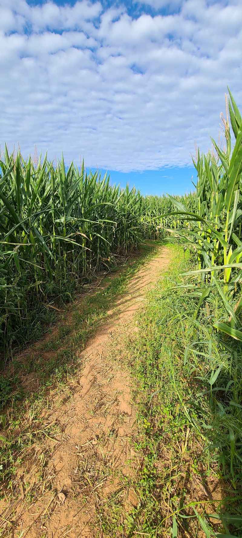 Bring Your Sense of Direction Because This Maze Means Business Bring Your Sense of Direction Because This Maze Means Business