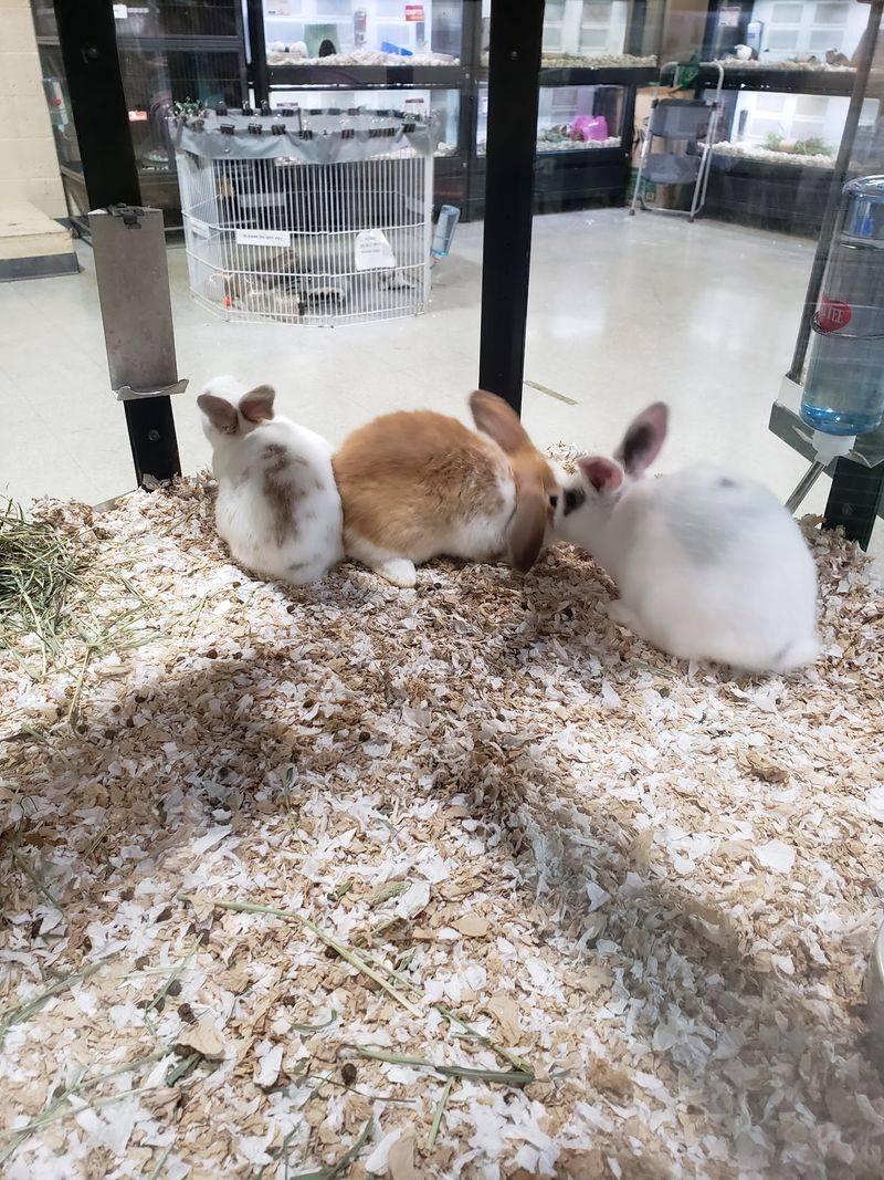 Bunnies, Chinchillas, and Guinea Pigs Get a Room of Their Own Bunnies, Chinchillas, and Guinea Pigs Get a Room of Their Own