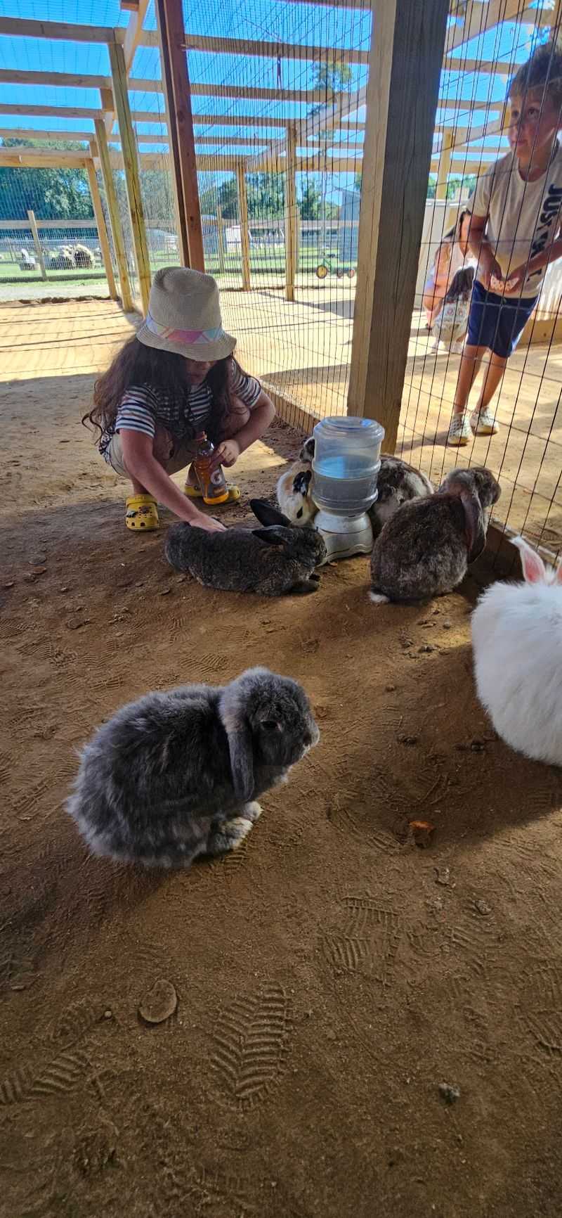 Bunny Pen Bliss Bunny Pen Bliss