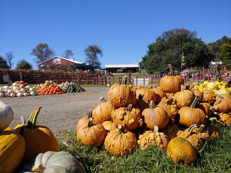 Butler's Orchard