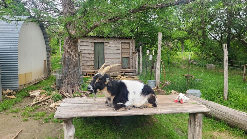 Butterflies, a Labyrinth, and Biscuit the Goat