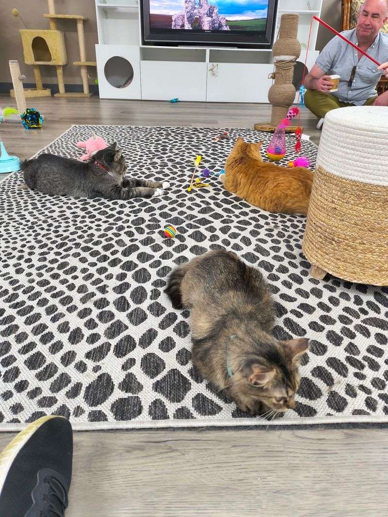 Cage-Free Cats Hoping To Choose Their People