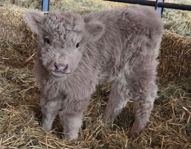 Calves That Steal the Show Calves That Steal the Show