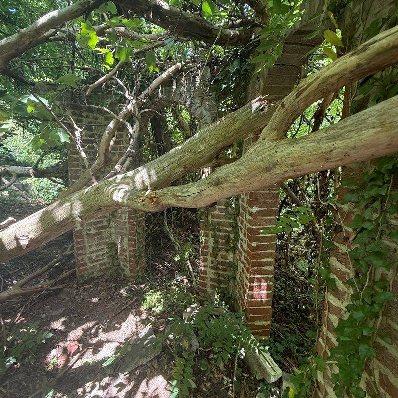 Candlelight, Gardens and No Electricity Candlelight, Gardens and No Electricity