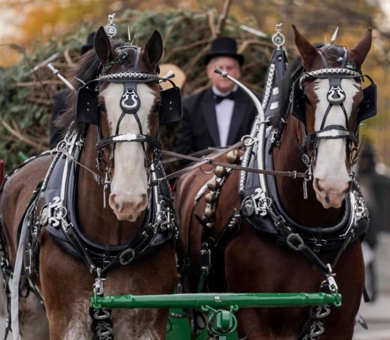 Carriage Rides for Weddings and Big Days Carriage Rides for Weddings and Big Days