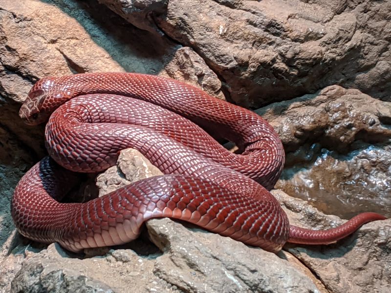 Catch a Live Show and Maybe Pet a Snake Catch a Live Show and Maybe Pet a Snake