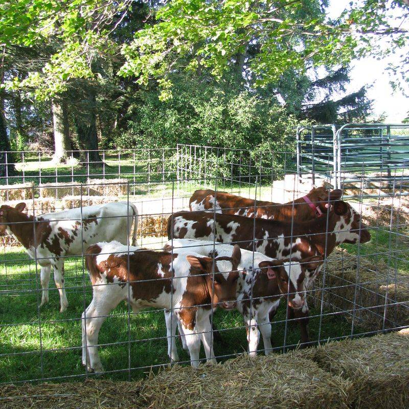 Cattle Grazing Where the Grass Is Greenest