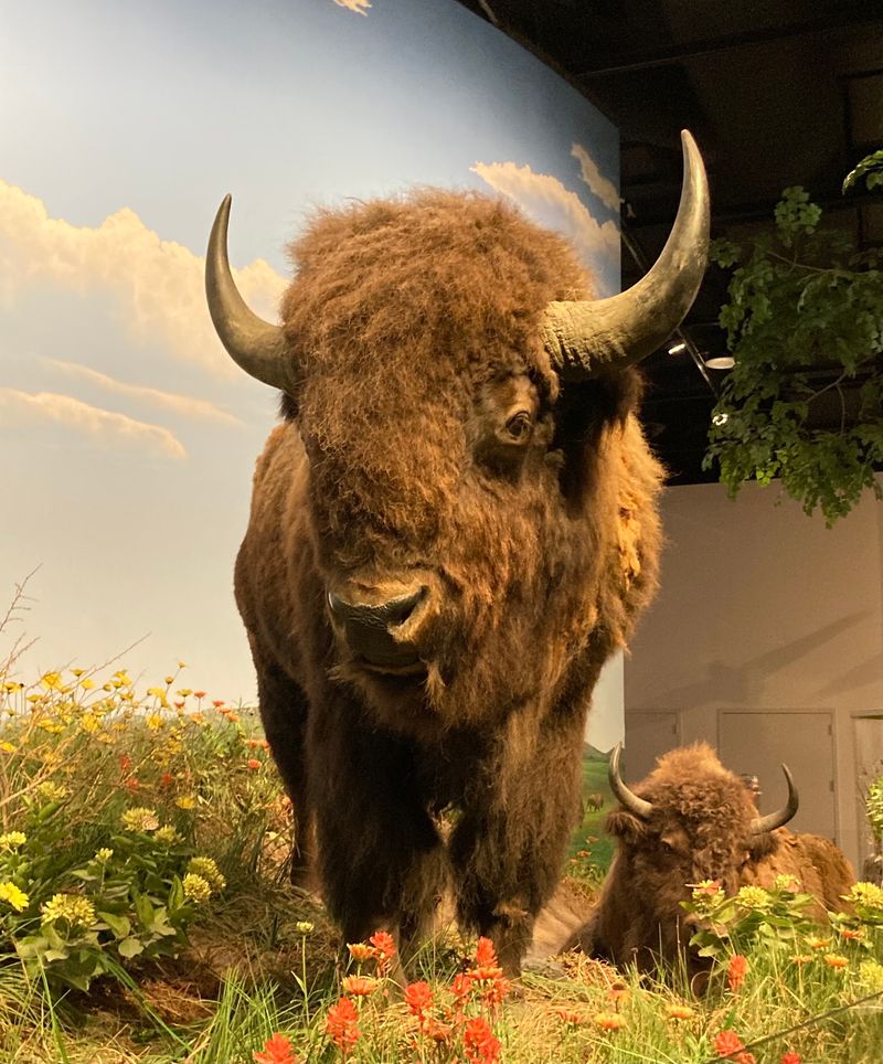 Caves, Bison, and Living Tribal Heritage Caves, Bison, and Living Tribal Heritage