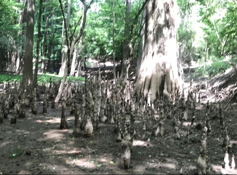 Champion Cypress and Giant Knees
