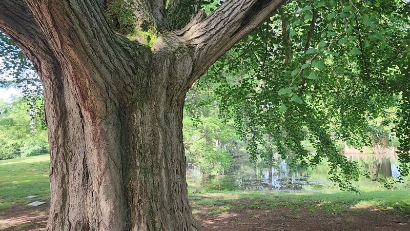 Champion Trees Worth a Slow Stroll