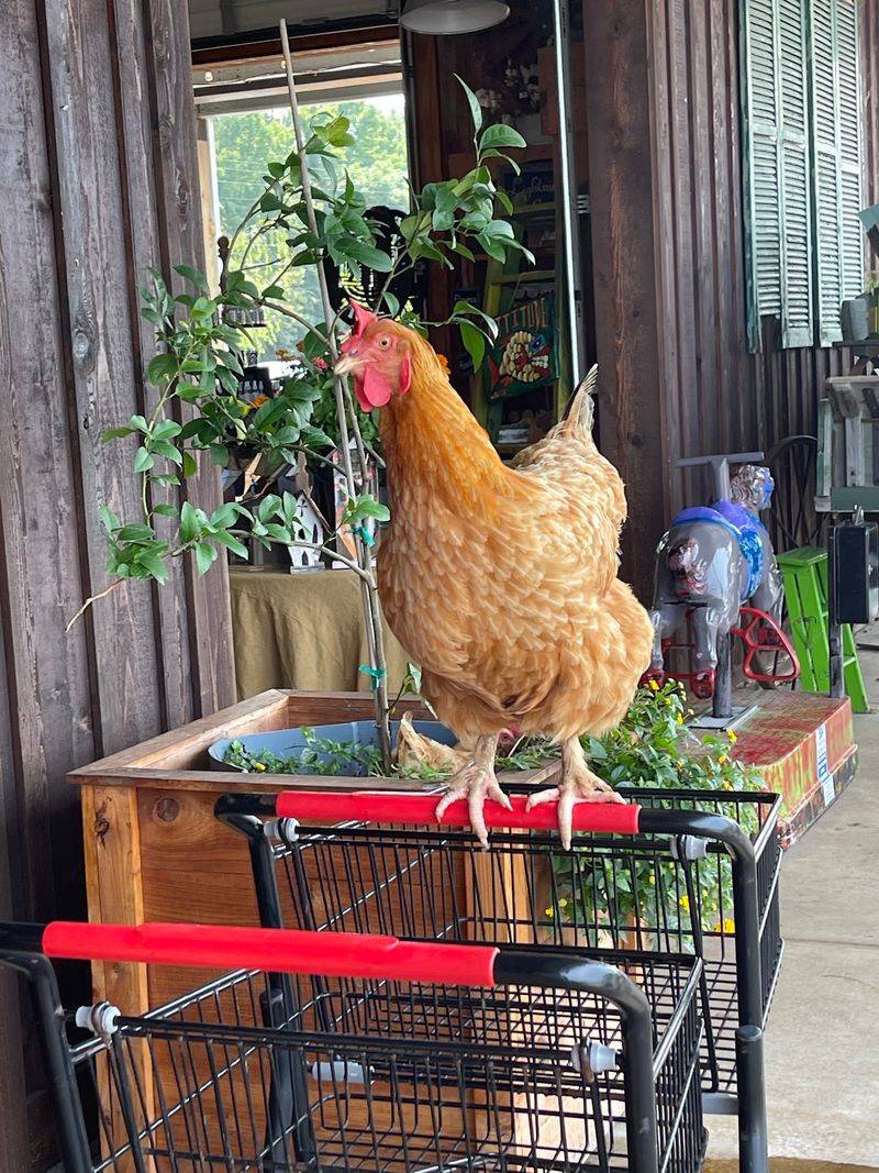 Chickens, Goats, and One Show-Off Peacock