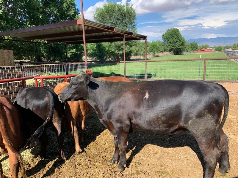 Circle F Beef, Stoutland Circle F Beef, Stoutland