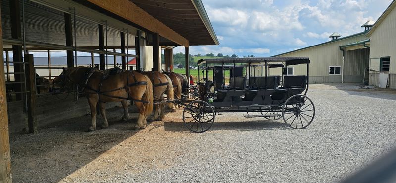 Clip-Clop Buggy Rides Through the Farm