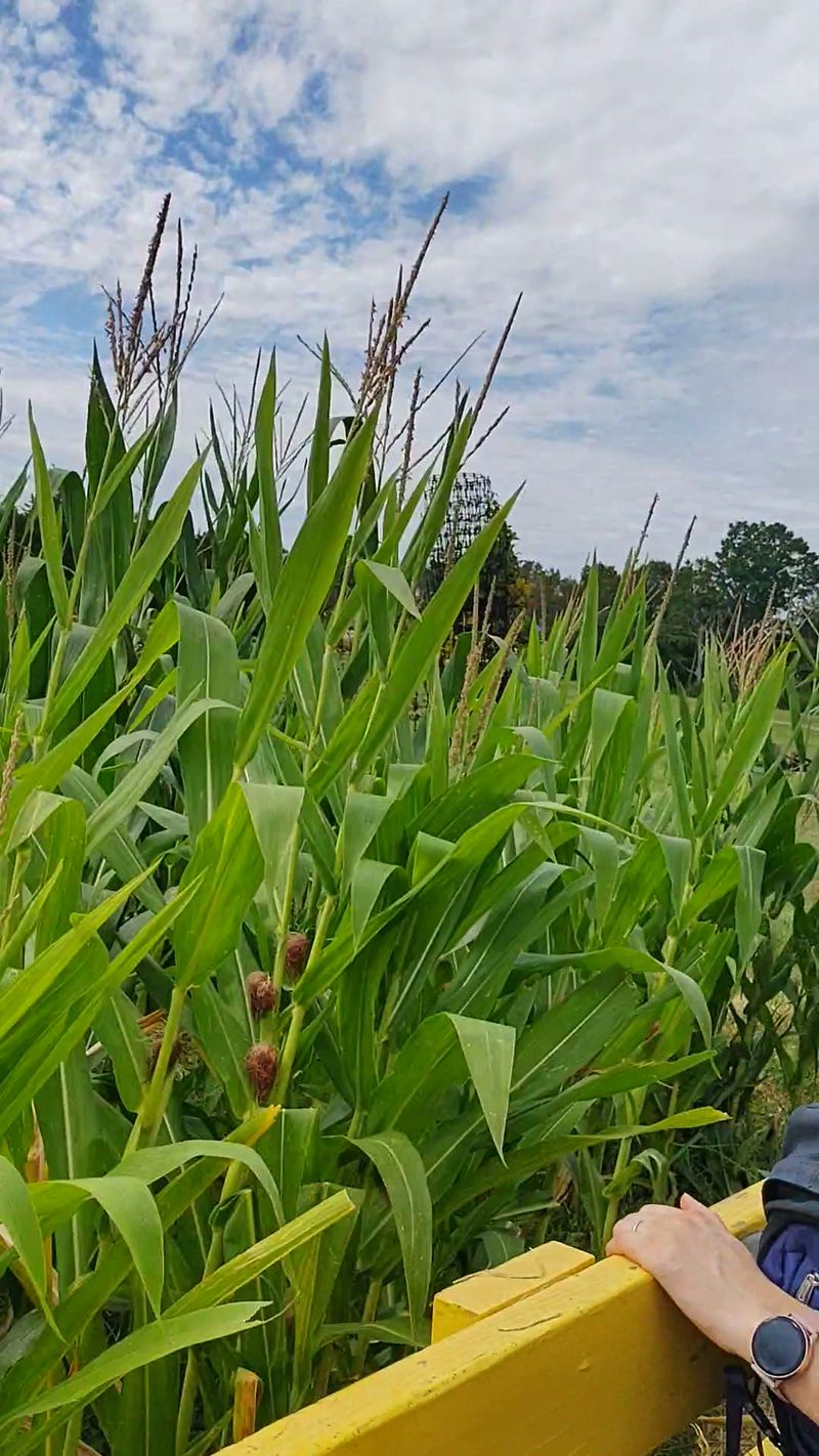 Cornfields Get Seriously Creepy On The Cornightmare Trail Cornfields Get Seriously Creepy On The Cornightmare Trail
