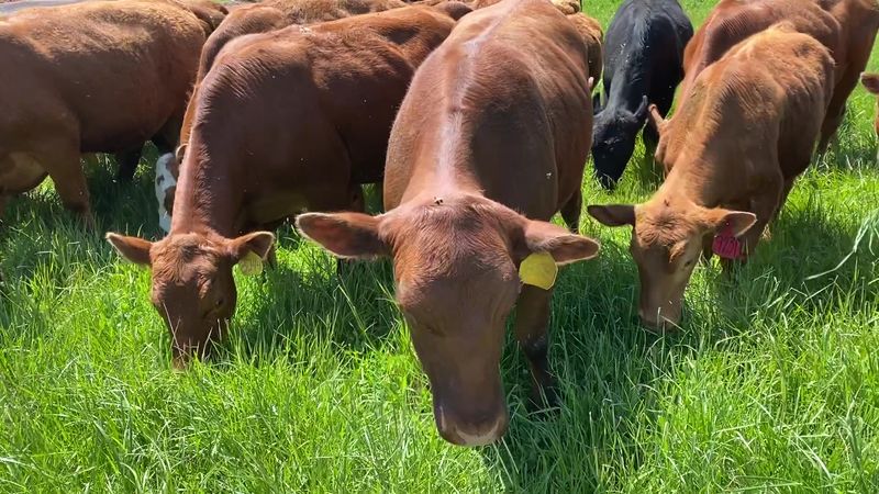 Cows That Never Touch a Kernel of Grain