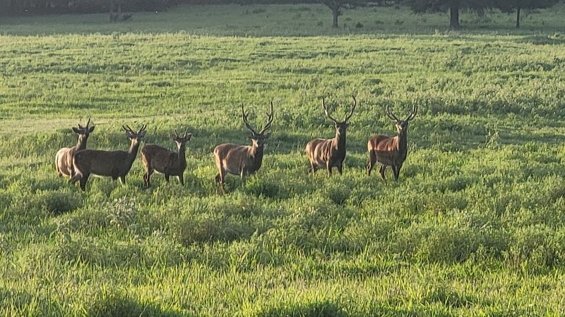 Deer, Birds and Other Wild Neighbors Deer, Birds and Other Wild Neighbors