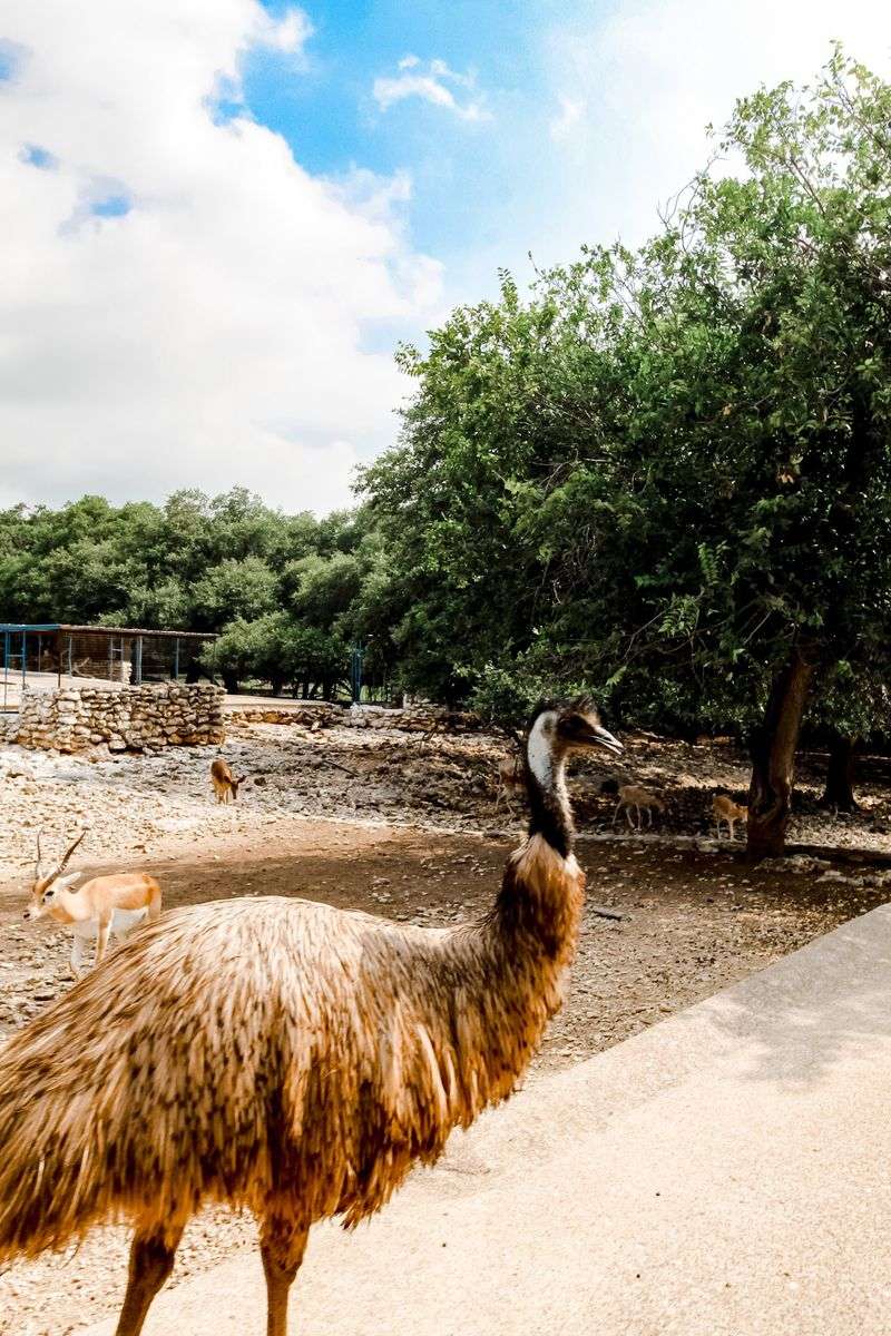 Deer, Emus, and Peacocks Will Happily Check Your Pockets