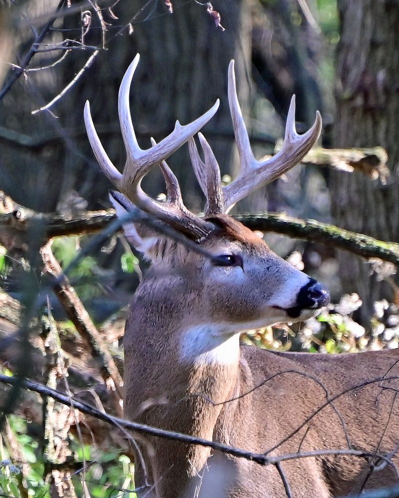 Deer, Turtles, And A Beaver Pond Keep Things Lively