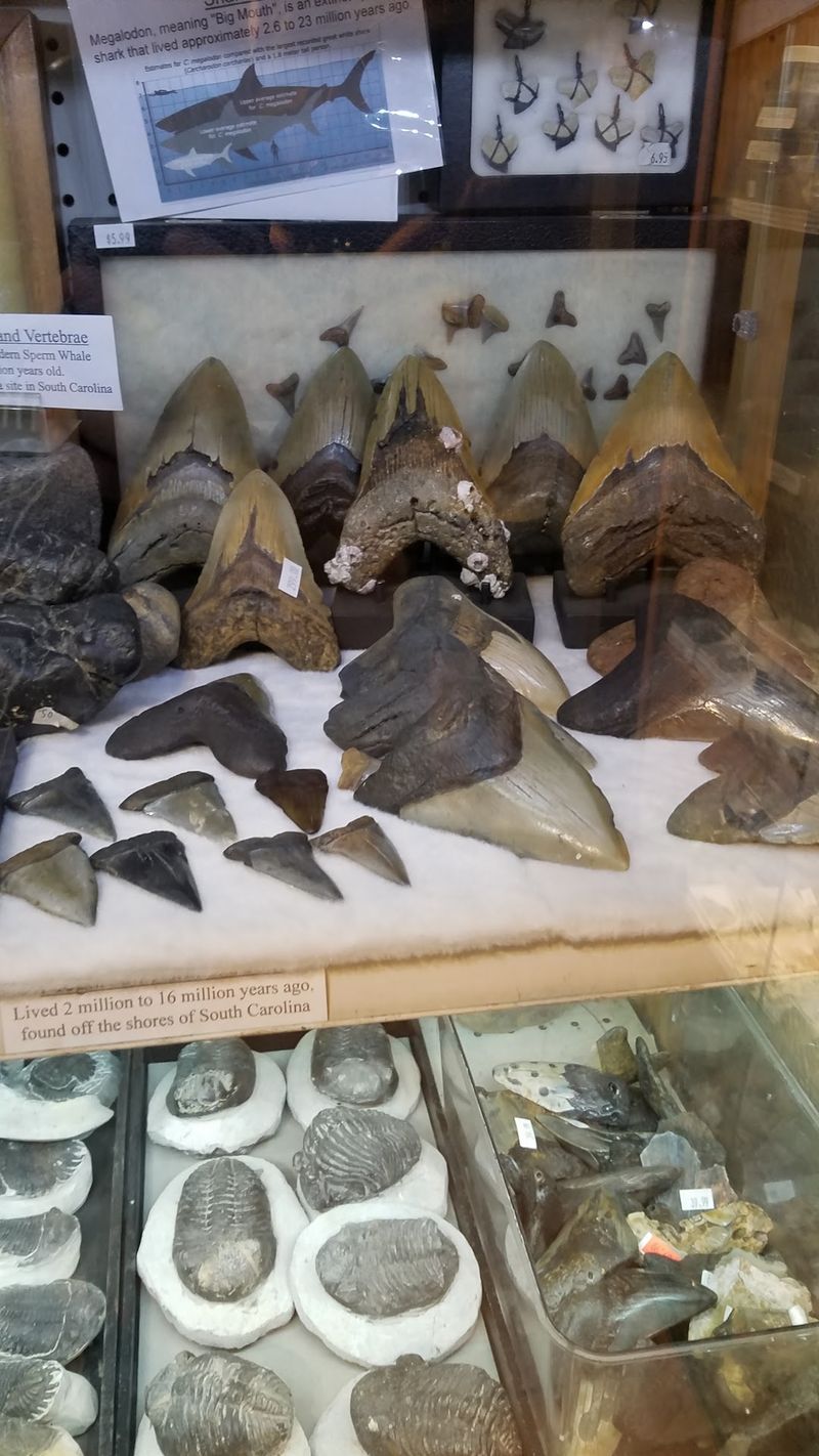 Dinosaur Teeth You Can Actually Take Home