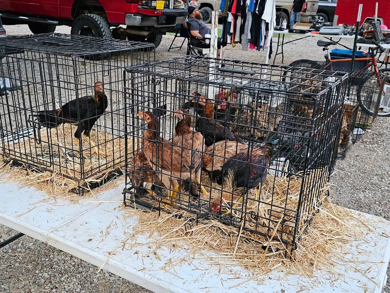 Dog Trade, Sulphur, OK