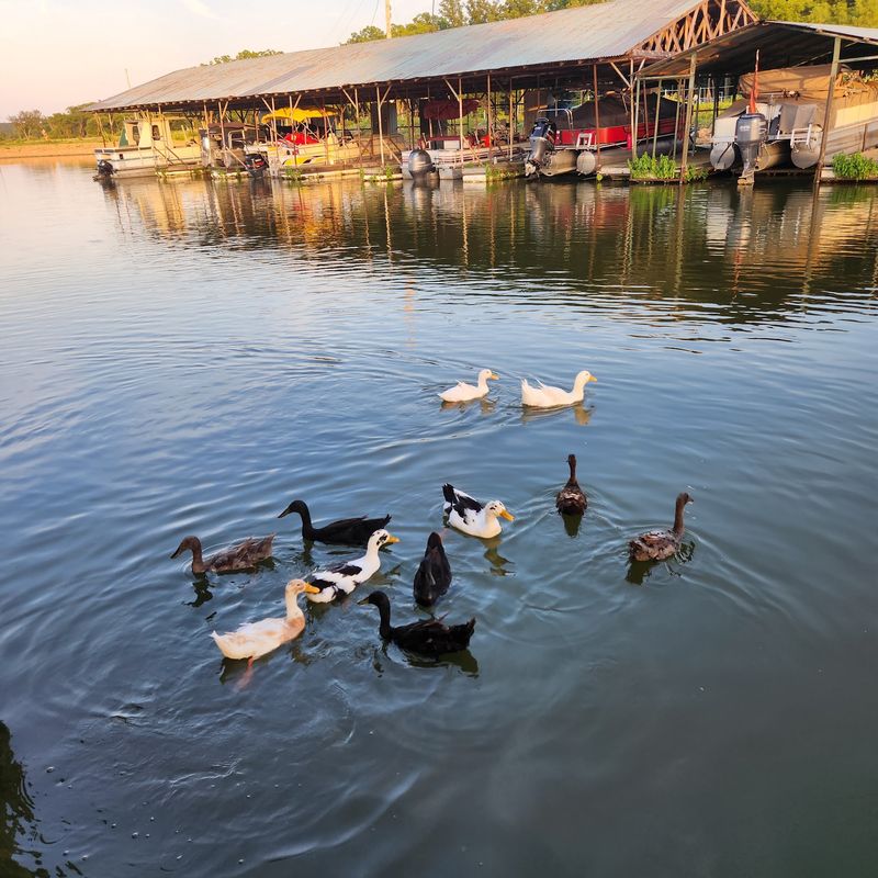 Ducks, Geese, Deer, and Other Neighbors Ducks, Geese, Deer, and Other Neighbors