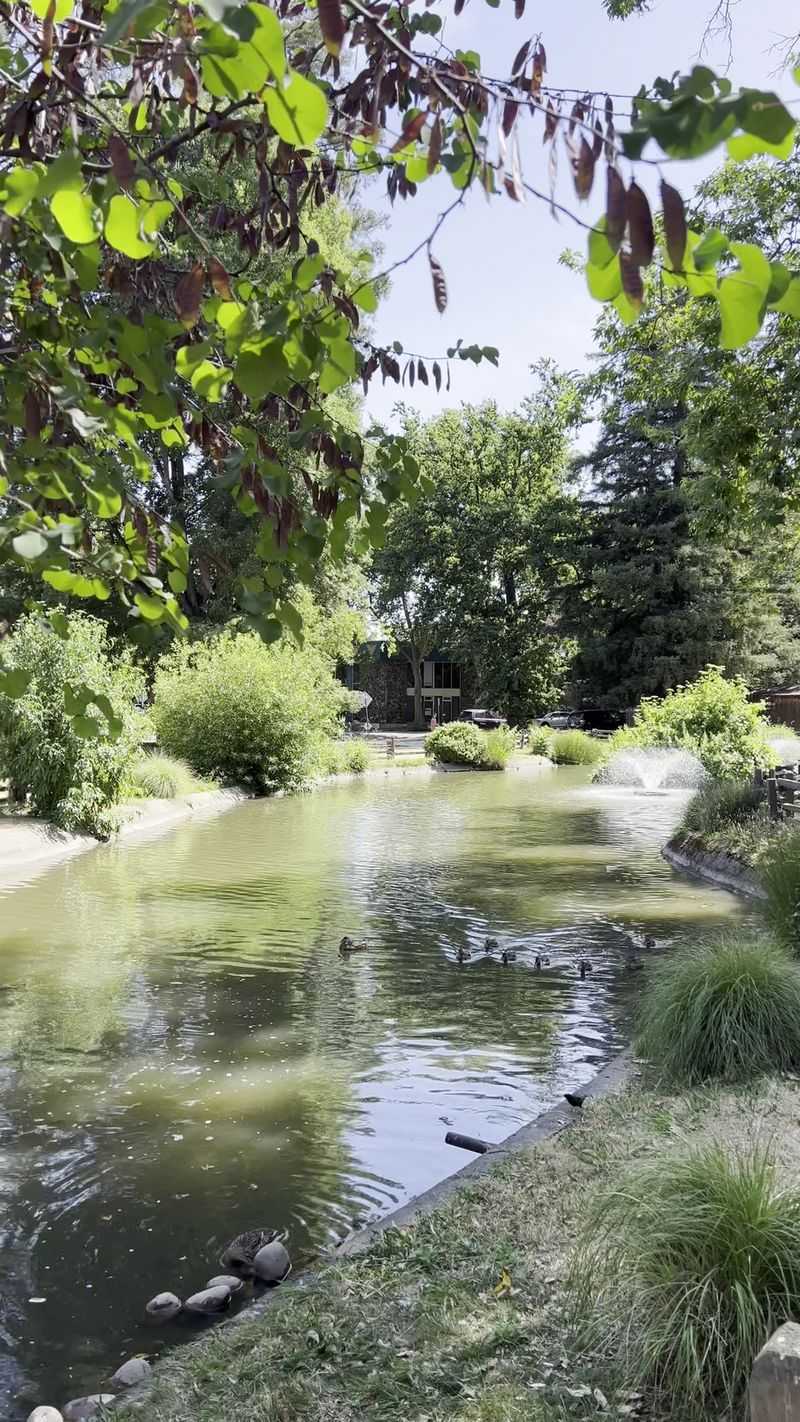 Ducks, Turtles, and a Shady Stroll Outside