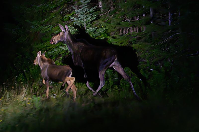 Dusk Is When The Woods Start Waking Up Dusk Is When The Woods Start Waking Up