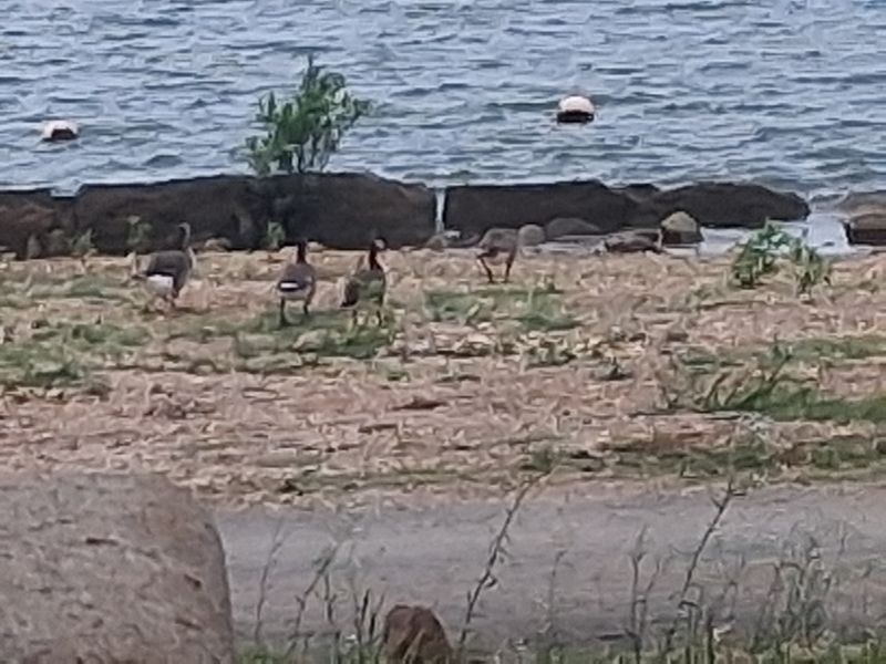 Eagles, Loons and Other Wild Neighbors