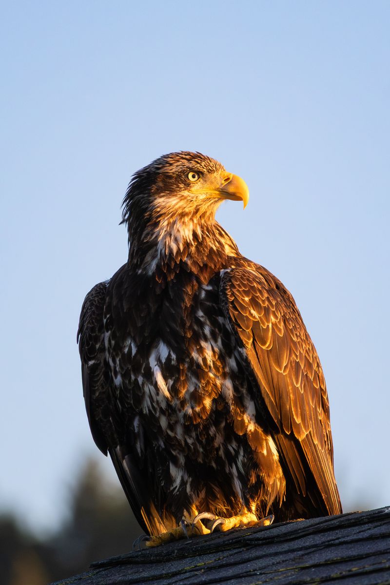 Eagles Riding the Breeze
