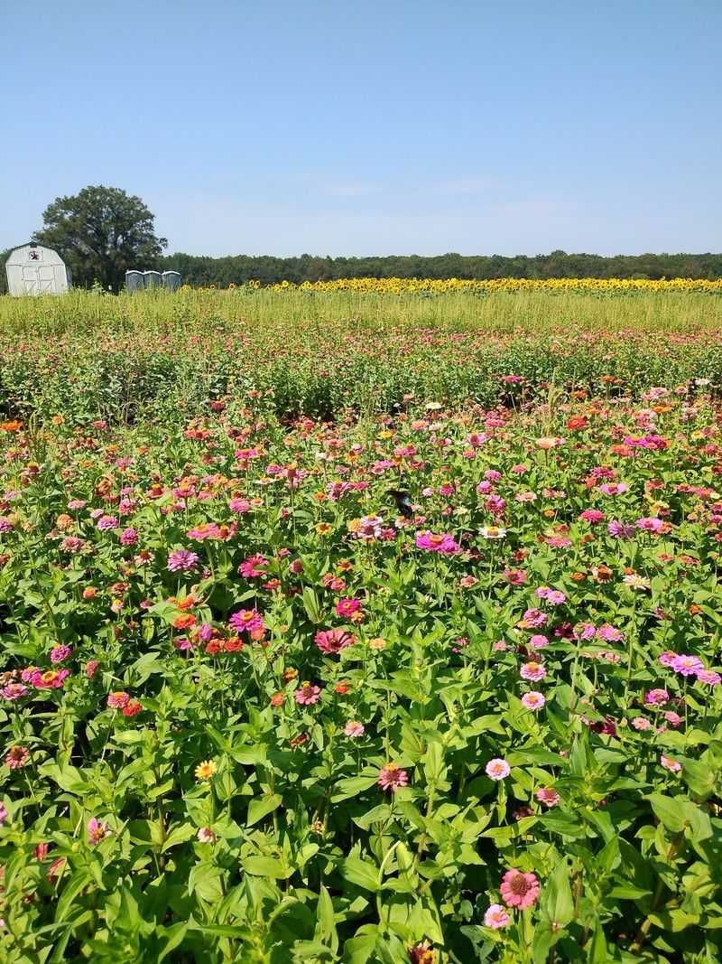 Easy Planning for a Stress-Free Farm Day