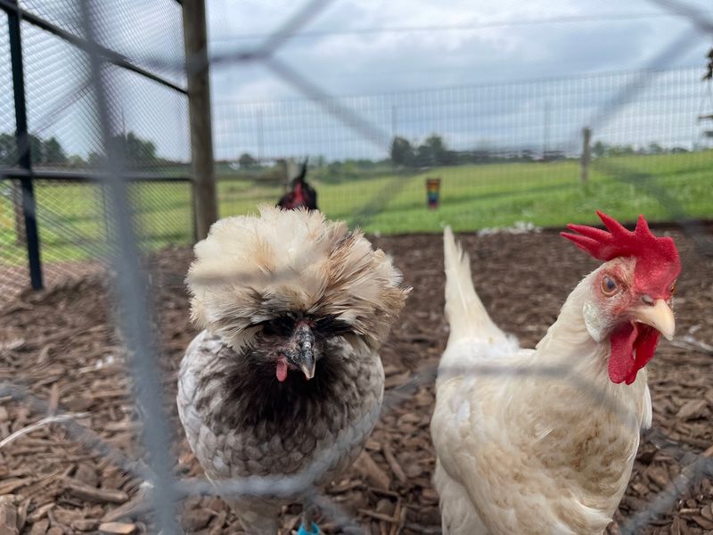 Egg Hunting In The Chicken Coop Beats Any Grocery Run Egg Hunting In The Chicken Coop Beats Any Grocery Run