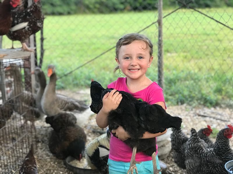 Eggs From Geese, Ducks, and Chickens