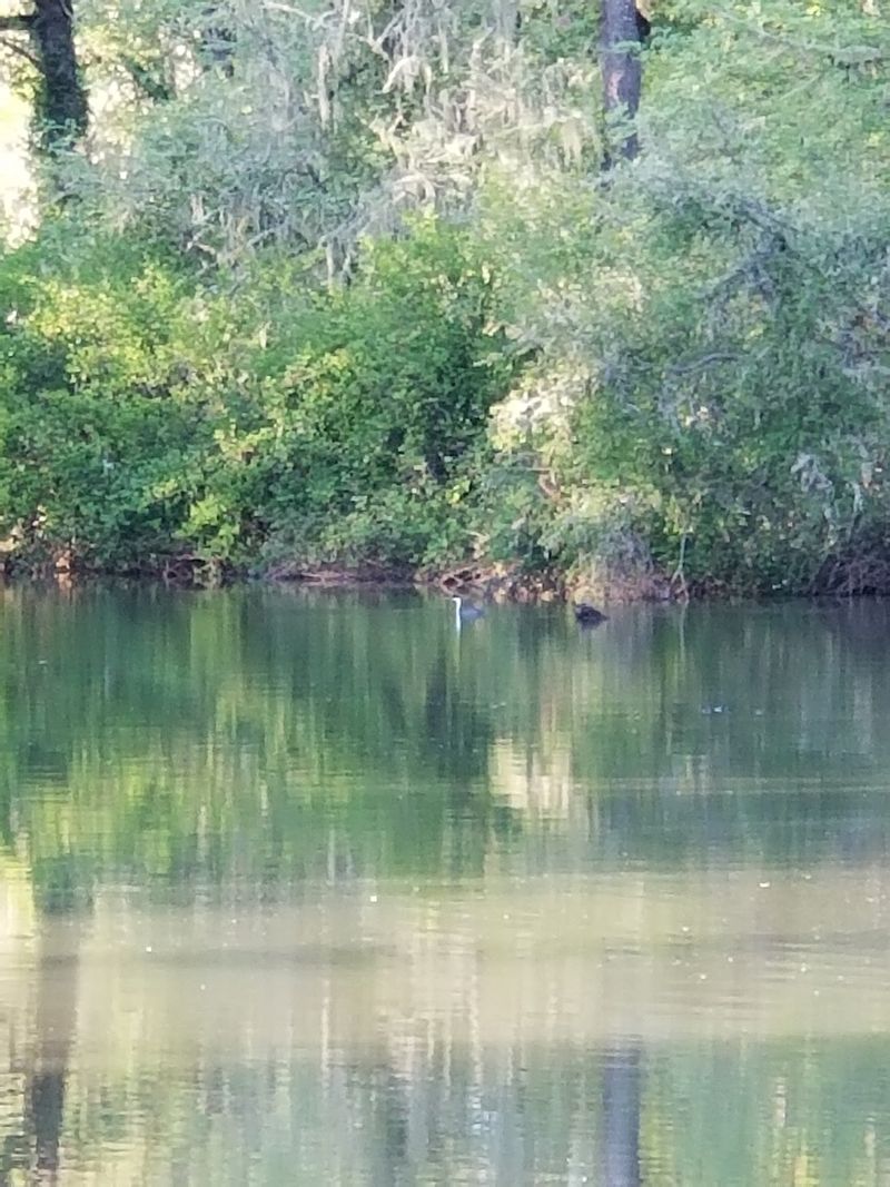 Egrets Standing Guard in the Marsh
