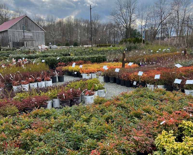 Endless Aisles of Shrubs, Trees, and Natives