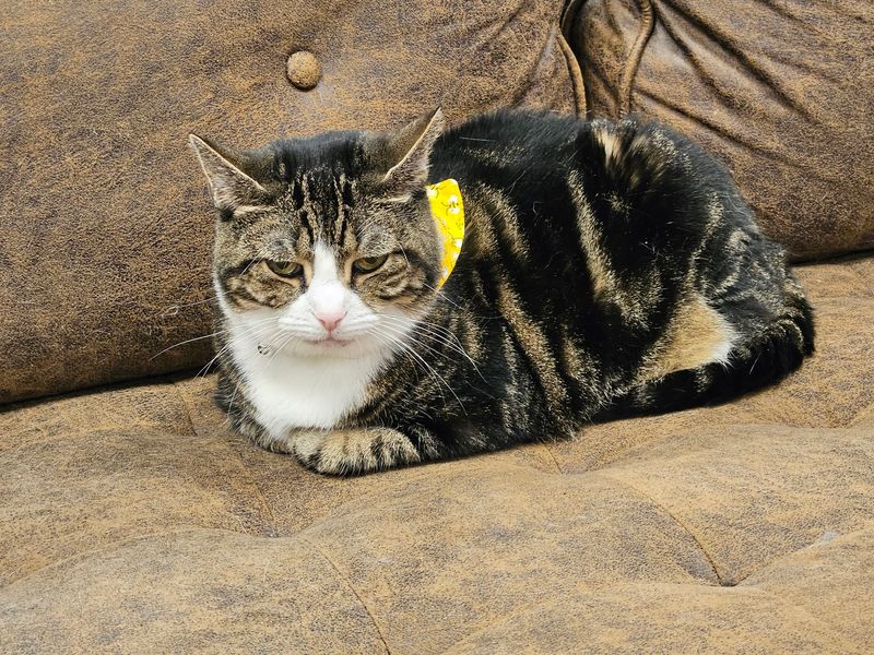 Every Purring Resident Is Hoping To Go Home With Someone Every Purring Resident Is Hoping To Go Home With Someone