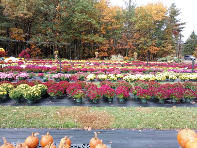 Fall Brings Mums In More Than 100 Varieties Fall Brings Mums In More Than 100 Varieties