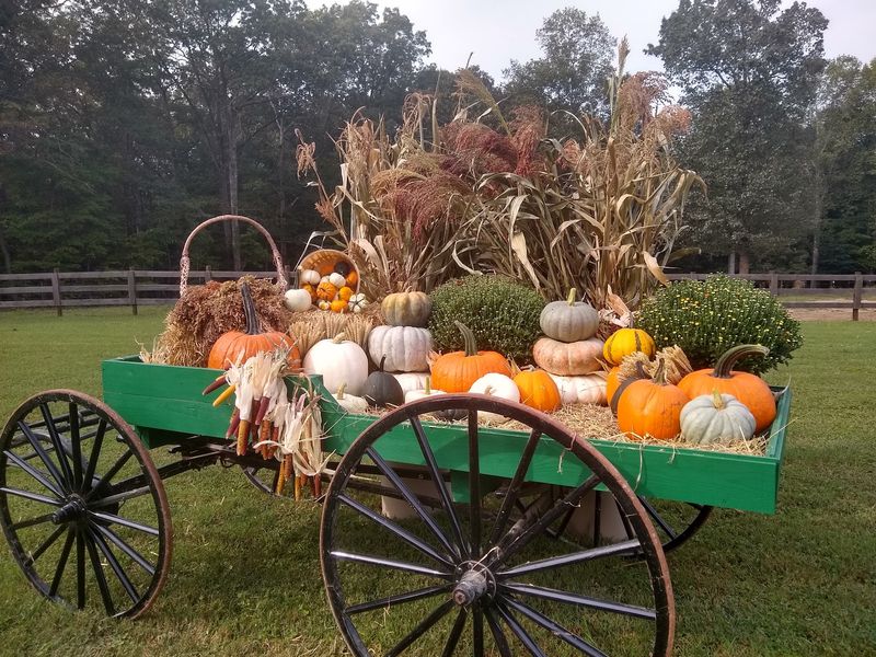 Fall Brings Pumpkins To The Pasture