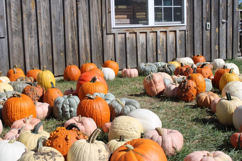 Fall Weekends Bring A Candy Cannon And A Corn Maze Fall Weekends Bring A Candy Cannon And A Corn Maze