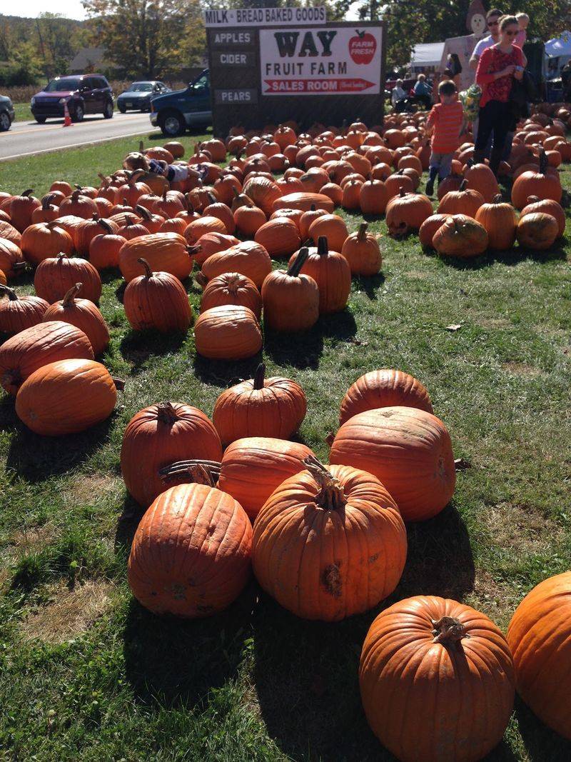 Fall Weekends Bring Pumpkins, Wagons, and Plenty of Fun