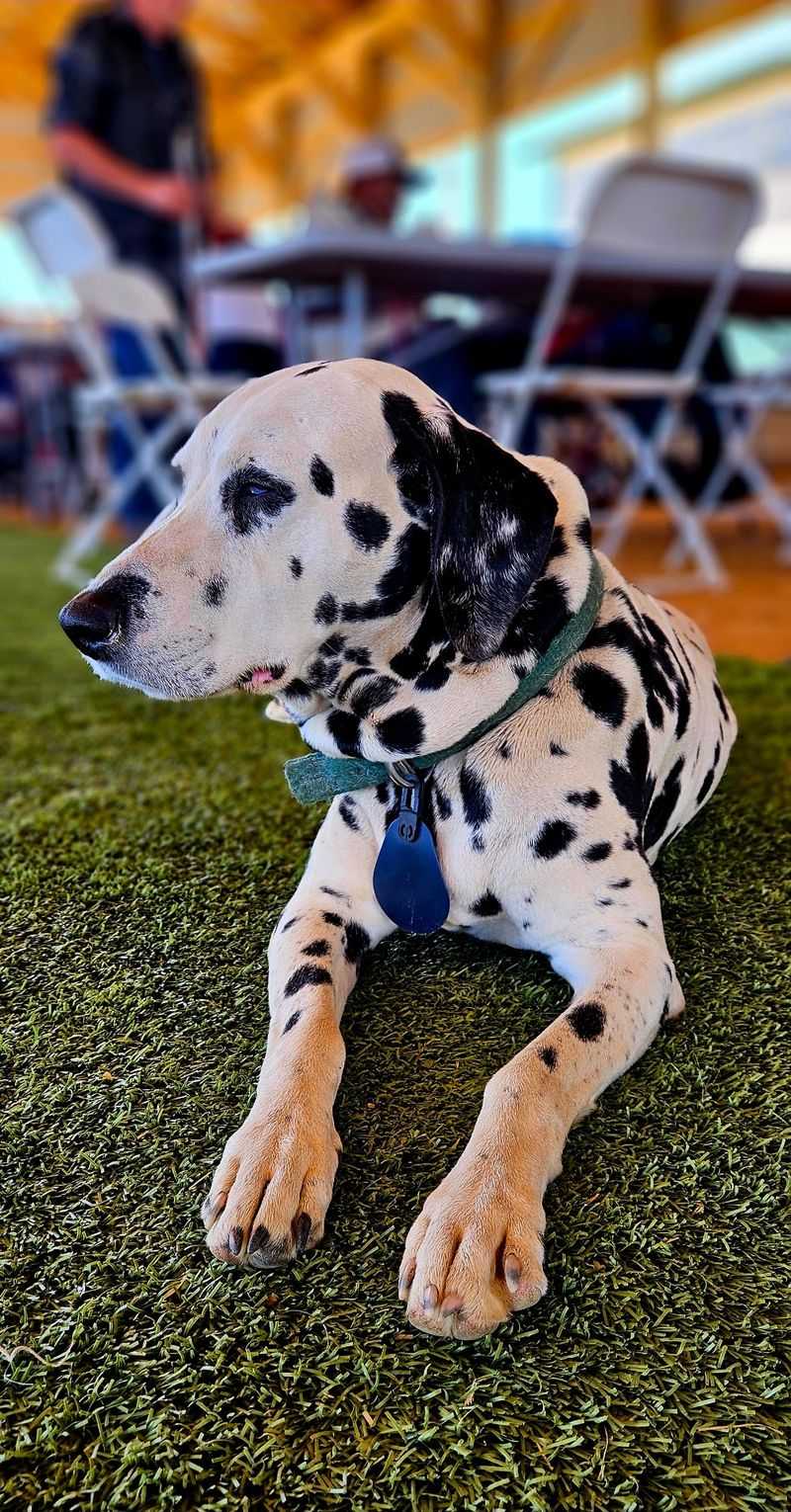 Farm Dogs, Gift Shop Treasures, and Lasting Memories Farm Dogs, Gift Shop Treasures, and Lasting Memories